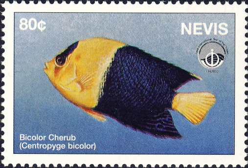 Centropyge bicolor Centropyge bicolor