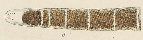 Micrura fasciolata Ehrenberg, 1828