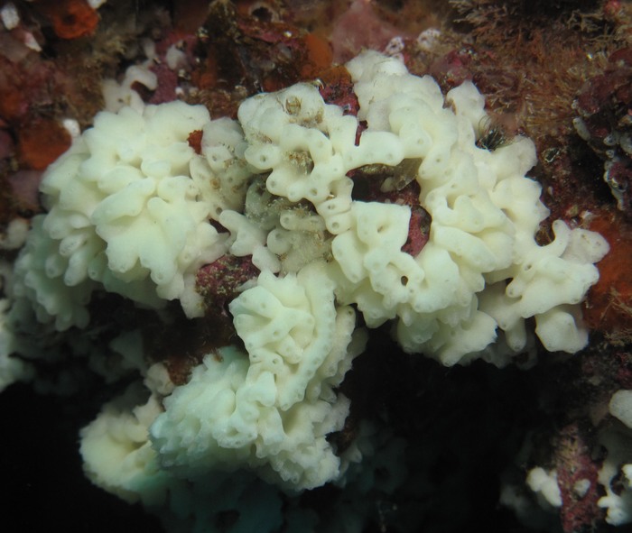 Bidderia watremezi Bidderia watremezi