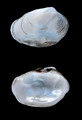 Petricola carditoides (Conrad, 1837)