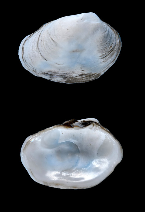Petricola carditoides (Conrad, 1837) Petricola carditoides (Conrad, 1837)
