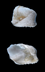 Penitella conradi 