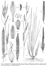 Analytical drawings of the holotype of Carex modesti