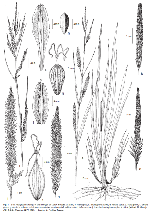 Analytical drawings of the holotype of Carex modesti Analytical drawings of the holotype of Carex modesti
