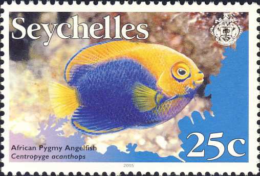 Centropyge acanthops Centropyge acanthops