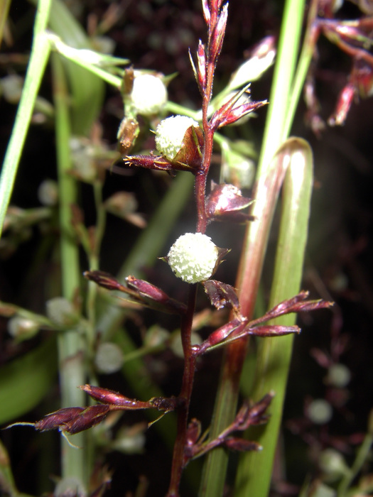 Partial inflorescence of Scleria nusbaumeri Madagascar 1 Partial inflorescence of Scleria nusbaumeri Madagascar 1