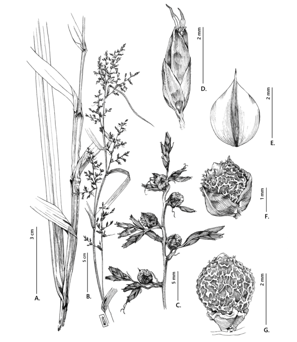 Analytical drawing of Scleria nusbaumeri Analytical drawing of Scleria nusbaumeri