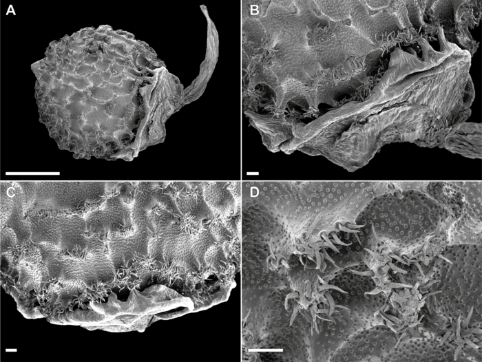 Scanning electron microscope (SEM) of nutlet of Scleria nusbaumeri Madagascar Scanning electron microscope (SEM) of nutlet of Scleria nusbaumeri Madagascar