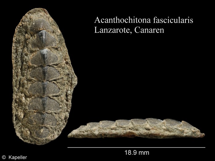 Acanthochitona fascicularis