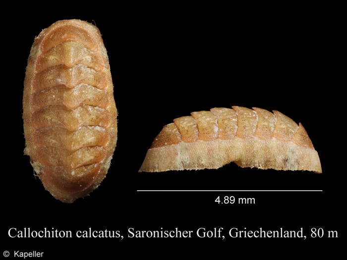 Callochiton calcatus Callochiton calcatus
