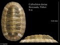 Callochiton doriae