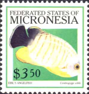 Centropyge eibli Centropyge eibli