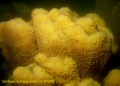 Porifera (sponges)