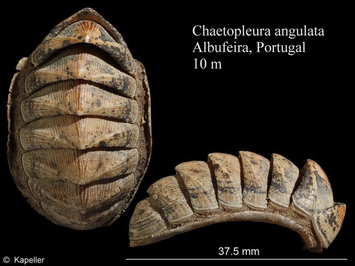 Chaetopleura angulata Chaetopleura angulata