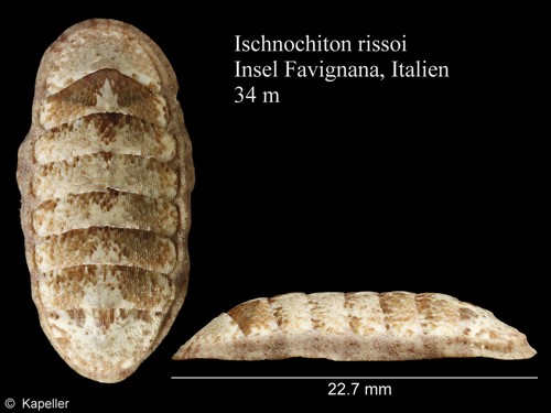 Ischnochiton rissoi