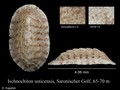 Ischnochiton usticensis