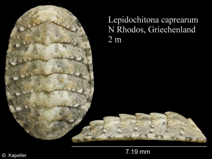 Lepidochitona caprearum Lepidochitona caprearum