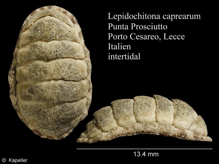 Lepidochitona caprearum Lepidochitona caprearum