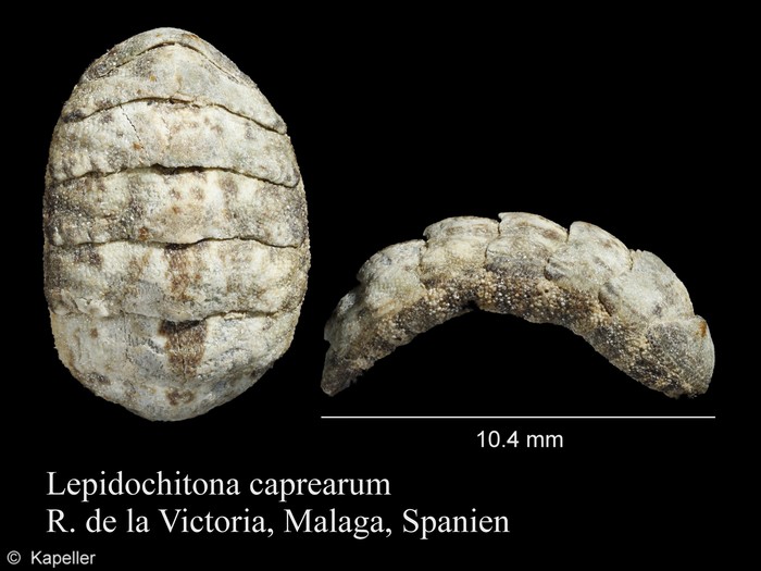 Lepidochitona caprearum Lepidochitona caprearum