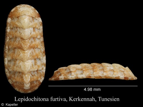 Lepidochitona furtiva