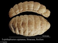 Lepidopleurus cajetanus