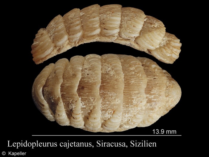 Lepidopleurus cajetanus Lepidopleurus cajetanus