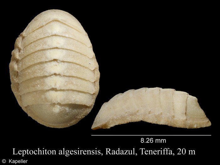 Leptochiton algesirensis Leptochiton algesirensis