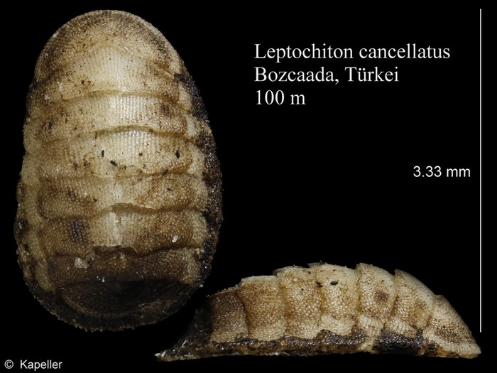 Leptochiton cancellatus Leptochiton cancellatus