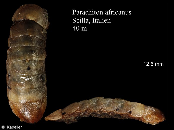 Parachiton africanus Parachiton africanus