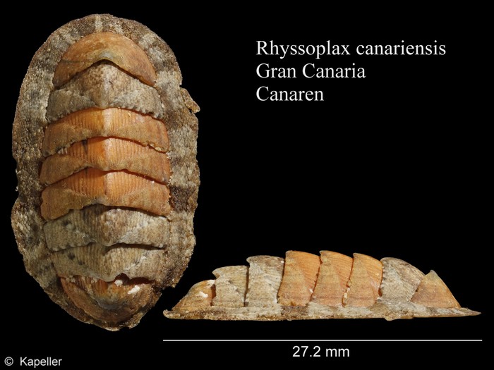 Rhyssoplax canariensis Rhyssoplax canariensis