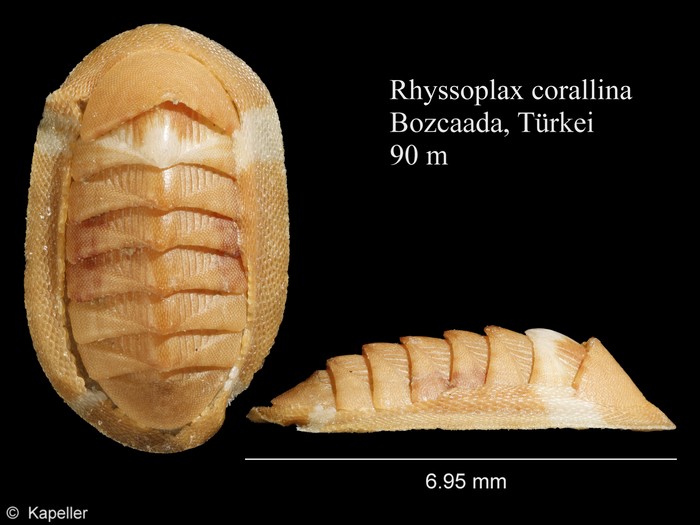 Rhyssoplax corallina Rhyssoplax corallina