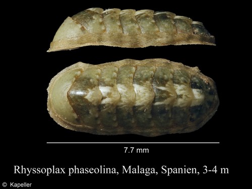 Rhyssoplax phaseolina