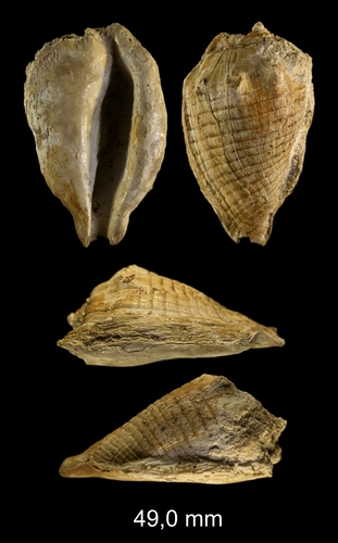  Athleta ficulina (Lamarck, 1811)