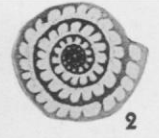 Triticites burgessae Burma, 1942
