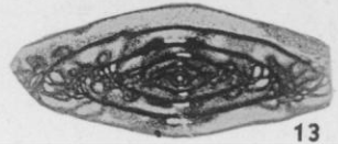 Triticites burgessae Burma, 1942