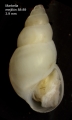 Brachystomia scalaris (MacGillivray, 1843), specimen from Marbella (Spain), intertidal among mussels