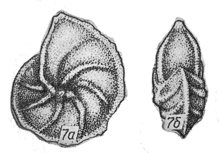 Lenticulina desnaensis Pyatkova, 1974
