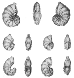 Lenticulina pirjatinensis Pyatkova, 1974