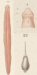 Ditactorrhochma typicum Diesing, 1862