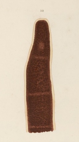 Meckelia borealis Diesing, 1862 Meckelia borealis Diesing, 1862