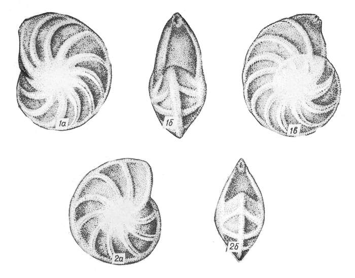 Lenticulina tumidiuscula Pyatkova, 1974