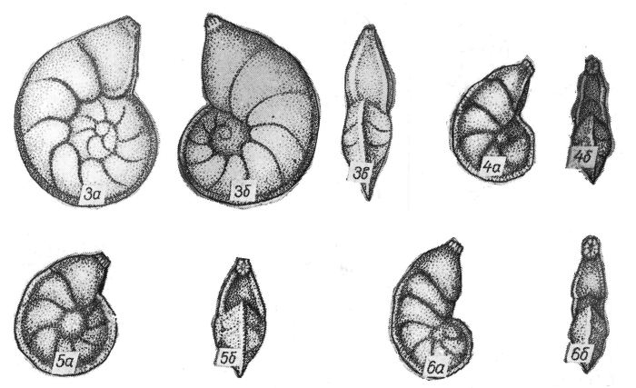 Lenticulina marginulata Pyatkova, 1974