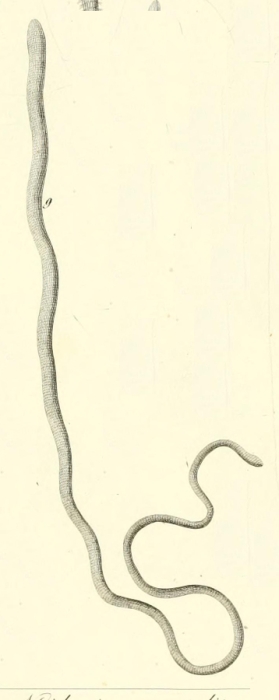 Polia caerulescens Delle Chiaje, 1822 Polia caerulescens Delle Chiaje, 1822