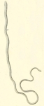 Nemertea (ribbon worms)