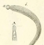 Nemertea (ribbon worms)