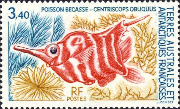Centriscops obliquus Centriscops obliquus