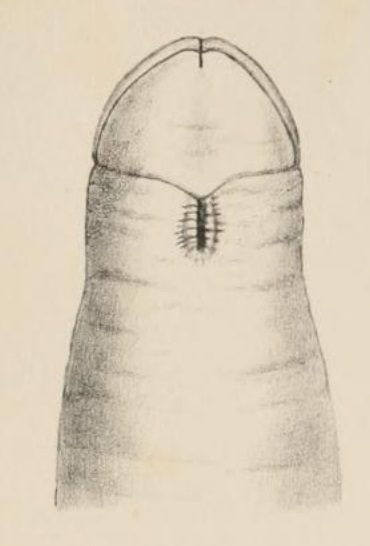 Lineus scotti Baylis, 1915