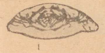 Schubertella subkingi Putrya, 1940