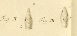 Meckelia pallida Diesing, 1850 ex Gordius pallidus linea longitudinali rufa Müller, 1771