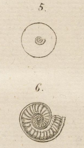 Nautilus ammonoides Gronovius, 1781